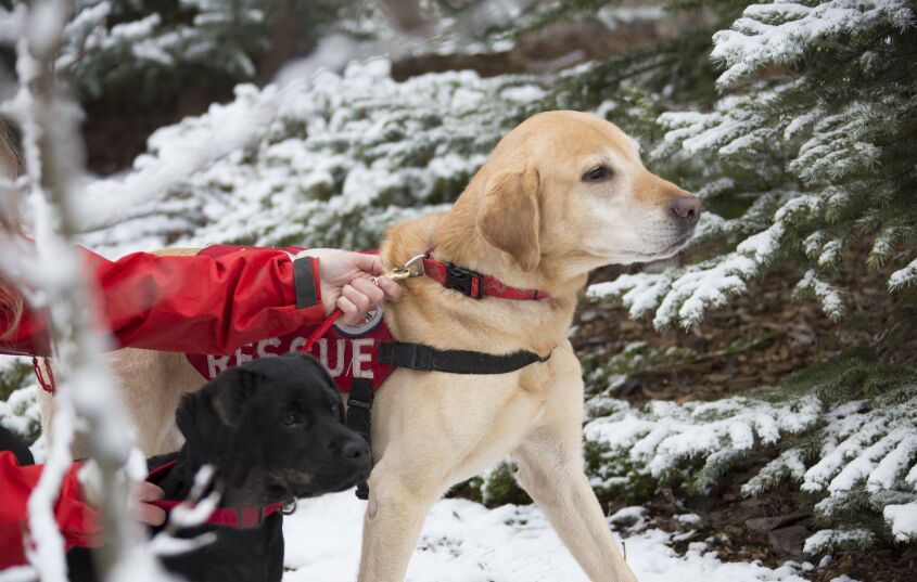 A Day in the Life of a Wildlife Rescue Volunteer image